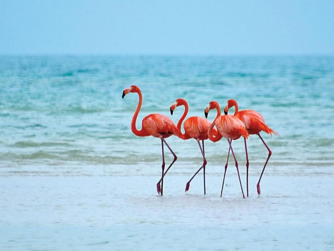 Mi Habitat Holbox-Maravilla Natural Экстерьер фото